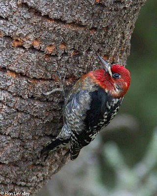 Red-breasted Sapsucker gallery image