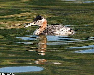 Red-necked Grebe gallery image