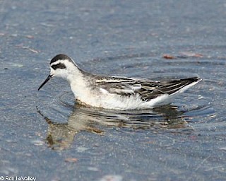 Red-necked Phalarope (winter plummage) gallery image