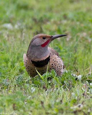 Red-shafted Flicker (male) gallery image