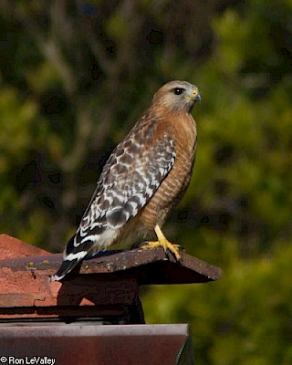 Red-shouldered Hawk gallery image