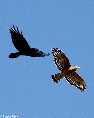 Red-shouldered Hawk (in flight with Common Raven) gallery image