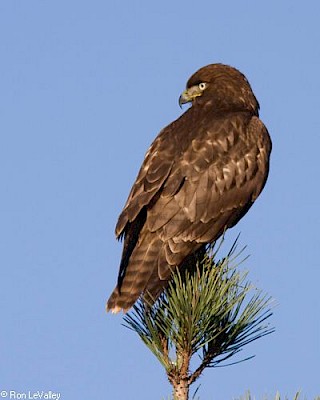 Red-tailed Hawk gallery image
