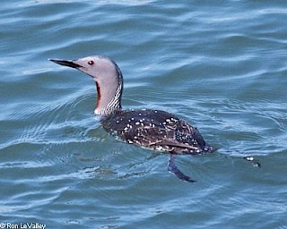 Red-throated Loon gallery image