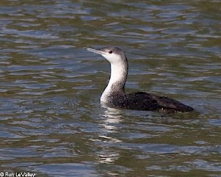 Red-throated Loon (winter plummage) gallery image