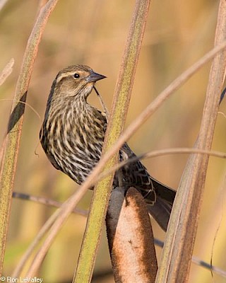 Red-winged Blackbird (female) gallery image