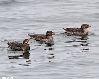 Rhinoceros Auklet gallery image