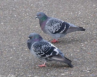 Rock Pigeon gallery image