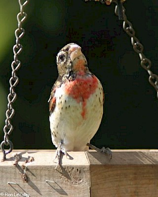 Rose-breasted Grosbeak gallery image