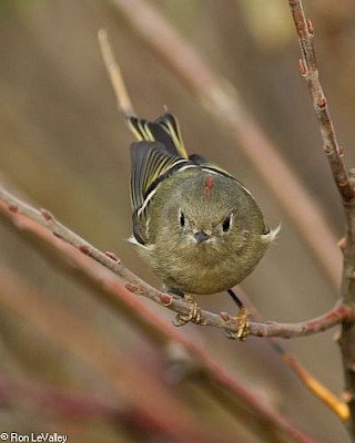 Ruby-crowned Kinglet gallery image