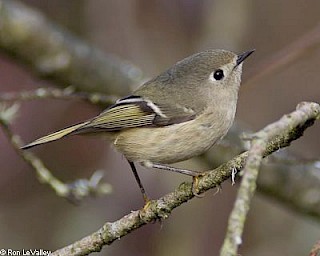 Ruby-crowned Kinglet gallery image