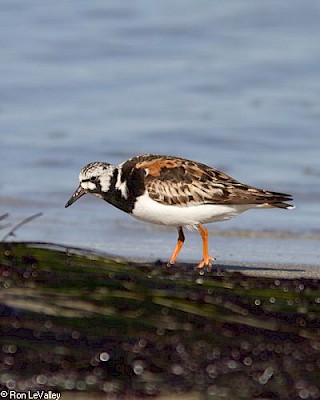 Ruddy Turnstone gallery image