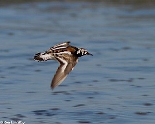 Ruddy Turnstone (in flight) gallery image