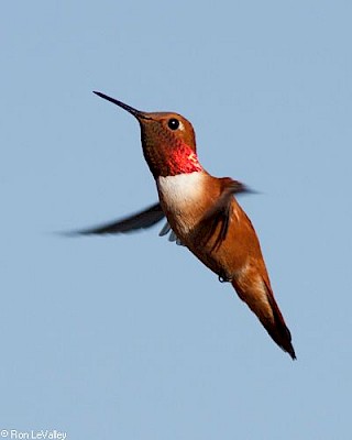 Rufous Hummingbird (male) gallery image