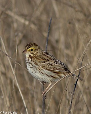 Savannah Sparrow gallery image