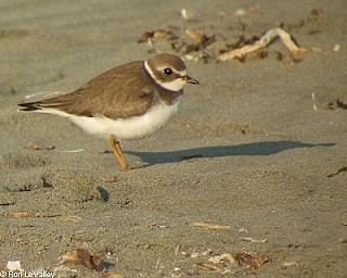 Semipalmated Plover (juvenile) gallery image