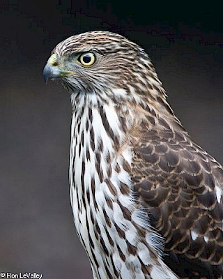 Sharp-shinned Hawk gallery image