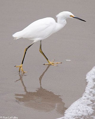 Snowy Egret gallery image