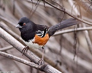 Spotted Towhee gallery image