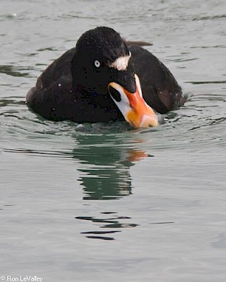 Surf Scoter gallery image