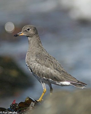 Surfbird gallery image