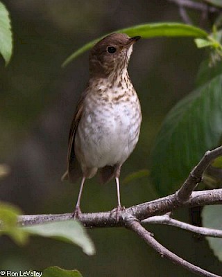Swainson