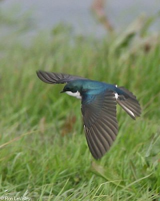 Tree Swallow (in flight) gallery image