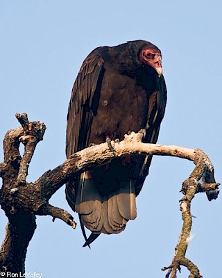 Turkey Vulture gallery image