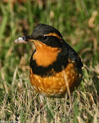 Varied Thrush (male) gallery image