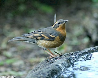 Varied Thrush (female) gallery image