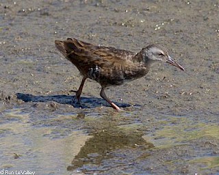 Virginia Rail gallery image