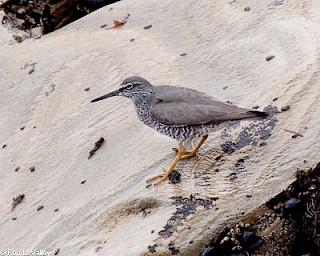 Wandering Tattler gallery image