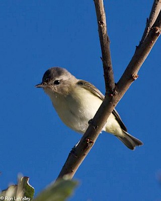 Warbling Vireo gallery image