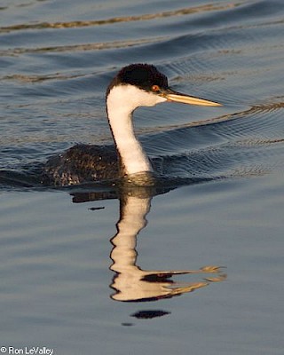 Western Grebe gallery image