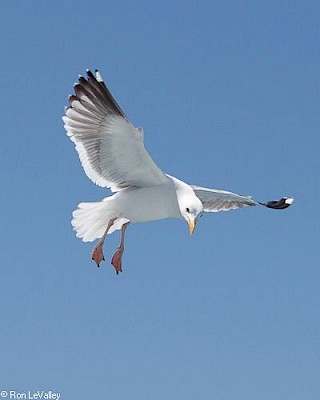 Western Gull gallery image