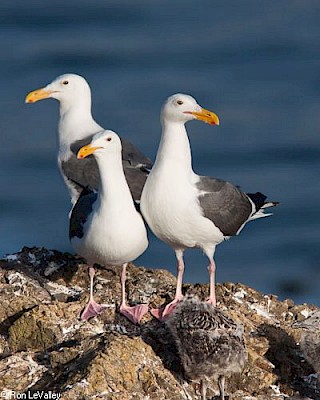 Western Gull (trio with chicks) gallery image