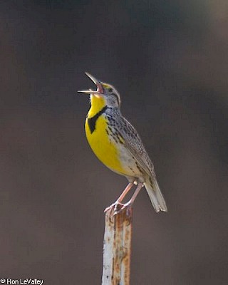 Western Meadowlark gallery image