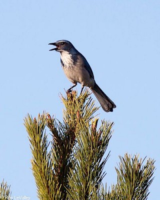 Western Scrub Jay gallery image