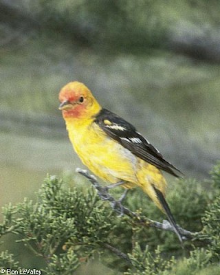 Western Tanager gallery image