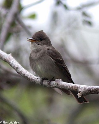 Western Wood-pewee gallery image