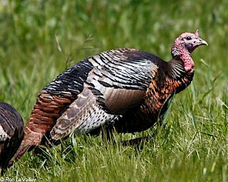 Wild Turkey gallery image