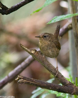 Winter Wren gallery image