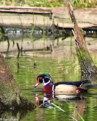 Wood Duck (male) gallery image