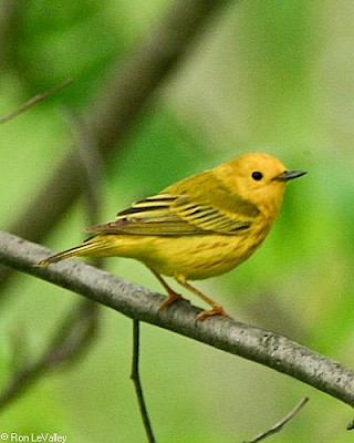 Yellow Warbler gallery image