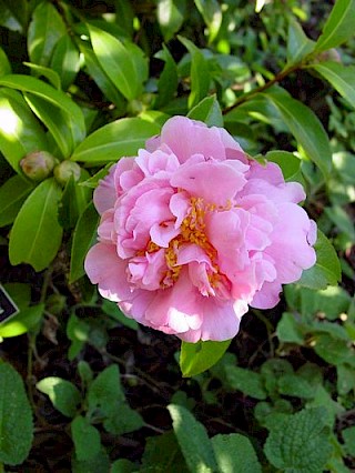 Camellia 