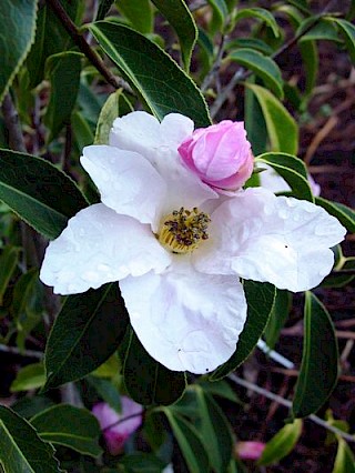 Camellia glabriperulata gallery image