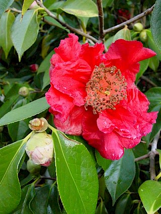 Camellia 