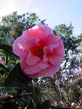 Camellia 