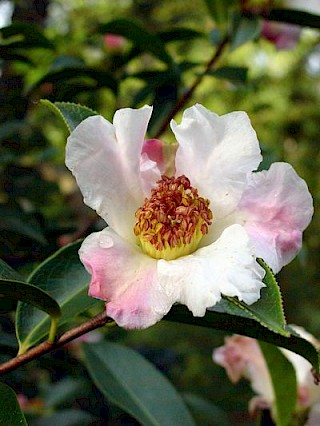 Camellia pitardii gallery image