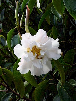 Camellia reticulata gallery image